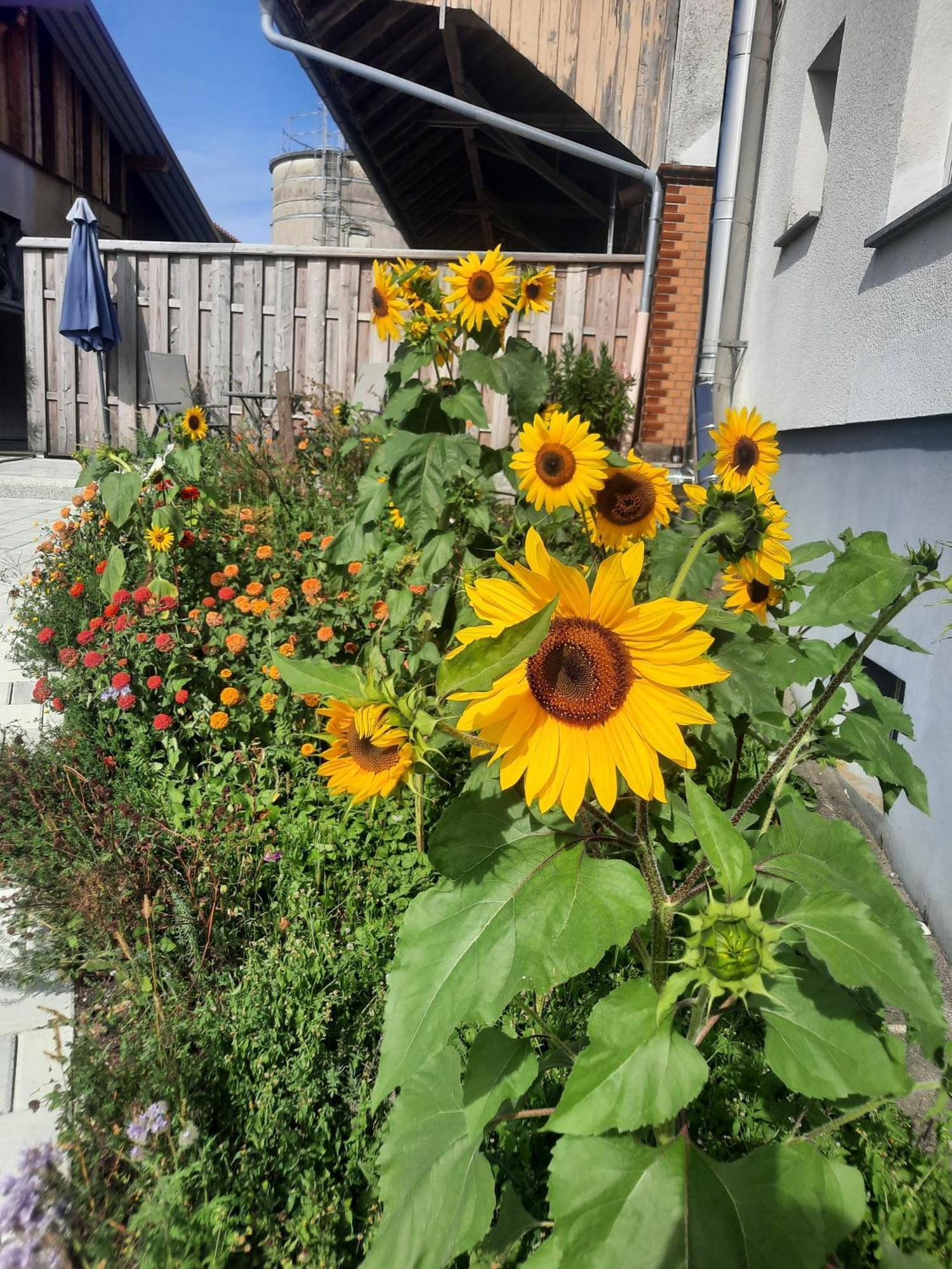 Ferienwohnung Pusteblume Neukirch  Exteriér fotografie